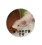 うぱぱ（個別スタンプ：2）