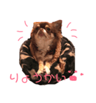 茶色いチワワのももちゃんスタンプ（個別スタンプ：2）