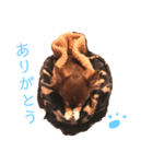 茶色いチワワのももちゃんスタンプ（個別スタンプ：3）