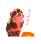 茶色いチワワのももちゃんスタンプ（個別スタンプ：4）