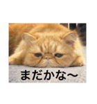 きな粉餅部屋 3（個別スタンプ：29）