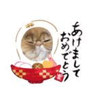 きな粉餅部屋 3（個別スタンプ：40）