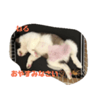 せんとくんスタンプ（個別スタンプ：1）