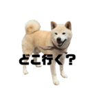 犬(ケン)ちゃんスタンプ1（個別スタンプ：1）