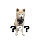 犬(ケン)ちゃんスタンプ1（個別スタンプ：2）