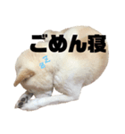 犬(ケン)ちゃんスタンプ1（個別スタンプ：4）