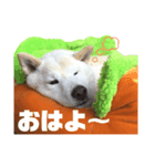 犬(ケン)ちゃんスタンプ1（個別スタンプ：5）