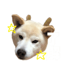 犬(ケン)ちゃんスタンプ1（個別スタンプ：7）