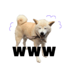 犬(ケン)ちゃんスタンプ1（個別スタンプ：8）