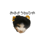猫のヒメちゃん（個別スタンプ：1）