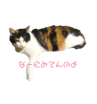 猫のヒメちゃん（個別スタンプ：3）