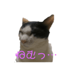 猫のヒメちゃん（個別スタンプ：4）