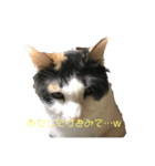 猫のヒメちゃん（個別スタンプ：5）