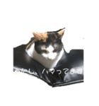 猫のヒメちゃん（個別スタンプ：6）