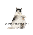 猫のヒメちゃん（個別スタンプ：7）
