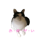 猫のヒメちゃん（個別スタンプ：8）