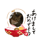 お正月用スタンプです（個別スタンプ：1）