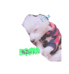ちっぷ✨（個別スタンプ：3）