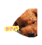 ちっぷ✨（個別スタンプ：5）