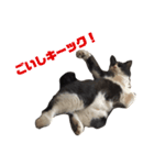 くたねこ碁石（個別スタンプ：2）