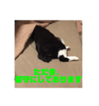 くたねこ碁石（個別スタンプ：4）