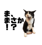 くたねこ碁石（個別スタンプ：7）
