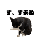 くたねこ碁石（個別スタンプ：8）