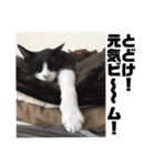 くたねこ碁石（個別スタンプ：11）