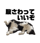 くたねこ碁石（個別スタンプ：12）