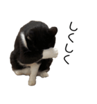 くたねこ碁石（個別スタンプ：15）