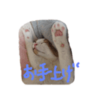 かんたろうスタンプ（個別スタンプ：4）