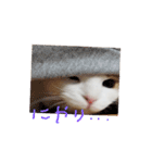 かんたろうスタンプ（個別スタンプ：8）