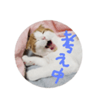 かんたろうスタンプ（個別スタンプ：13）