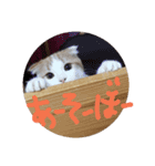 かんたろうスタンプ（個別スタンプ：14）