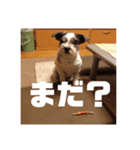 ミミ子の日常スタンプ（個別スタンプ：7）