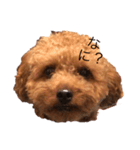 まめごえ（個別スタンプ：1）