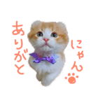にゃんこず スタンプ（個別スタンプ：1）