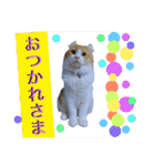 にゃんこず スタンプ（個別スタンプ：6）