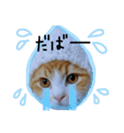 にゃんこず スタンプ（個別スタンプ：20）