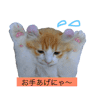にゃんこず スタンプ（個別スタンプ：21）