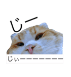 にゃんこず スタンプ（個別スタンプ：23）
