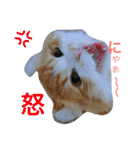にゃんこず スタンプ（個別スタンプ：24）