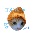 にゃんこず スタンプ（個別スタンプ：25）