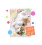 にゃんこず スタンプ（個別スタンプ：31）