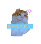にゃんこず スタンプ（個別スタンプ：33）