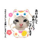 にゃんこず スタンプ（個別スタンプ：37）