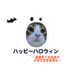 にゃんこず スタンプ（個別スタンプ：39）