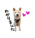 犬(ケン)ちゃんスタンプ2（個別スタンプ：1）
