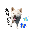 犬(ケン)ちゃんスタンプ2（個別スタンプ：2）