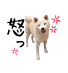 犬(ケン)ちゃんスタンプ2（個別スタンプ：4）